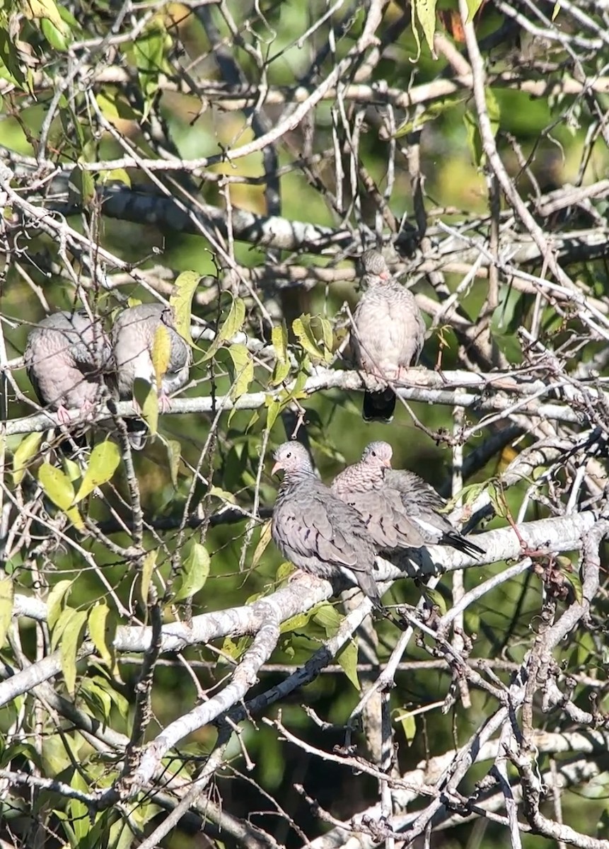 Common Ground Dove - ML644426454
