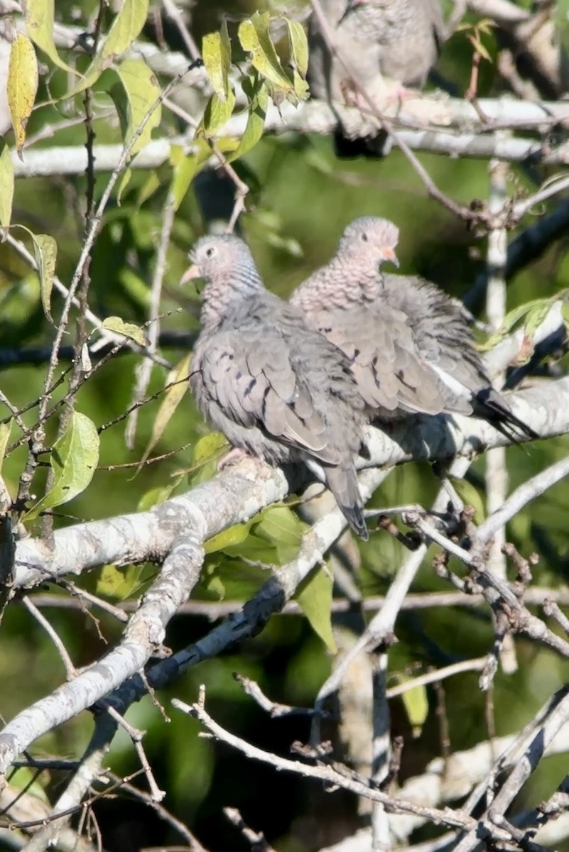 Common Ground Dove - ML644426455