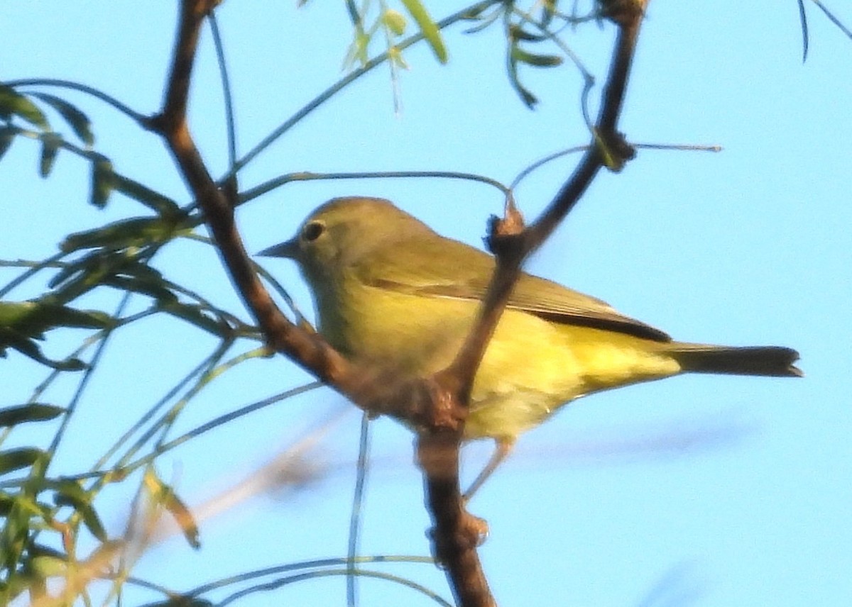 oransjekroneparula - ML644426456