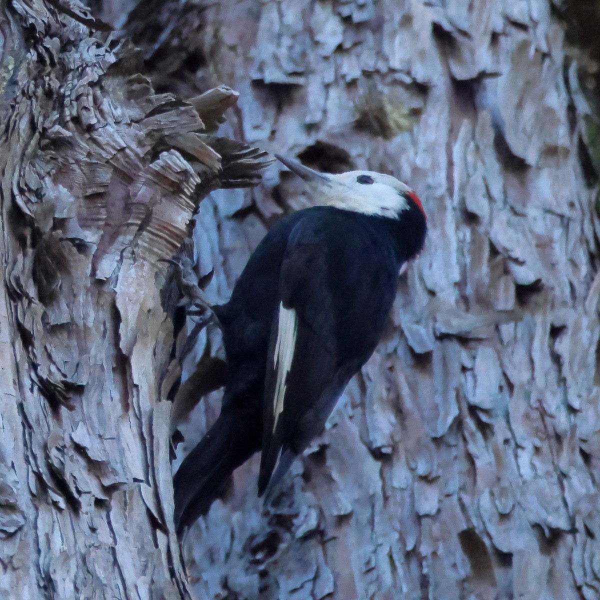 White-headed Woodpecker - ML644426457