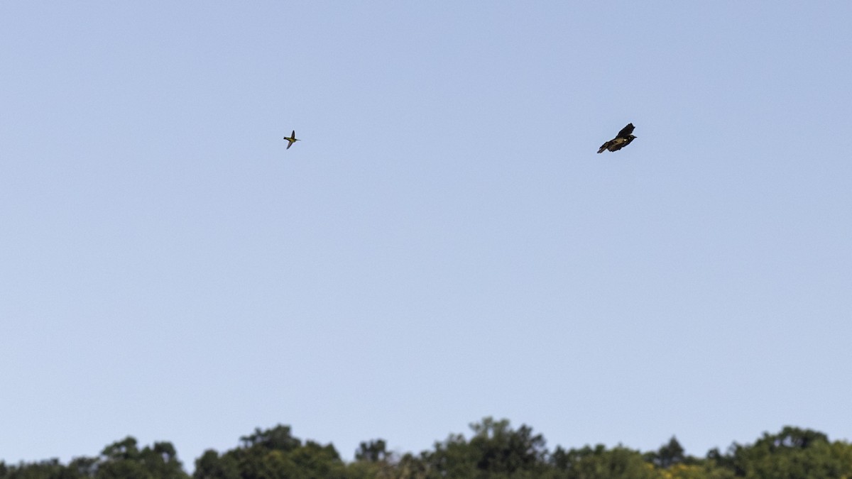 Ruby-throated Hummingbird - ML644426459