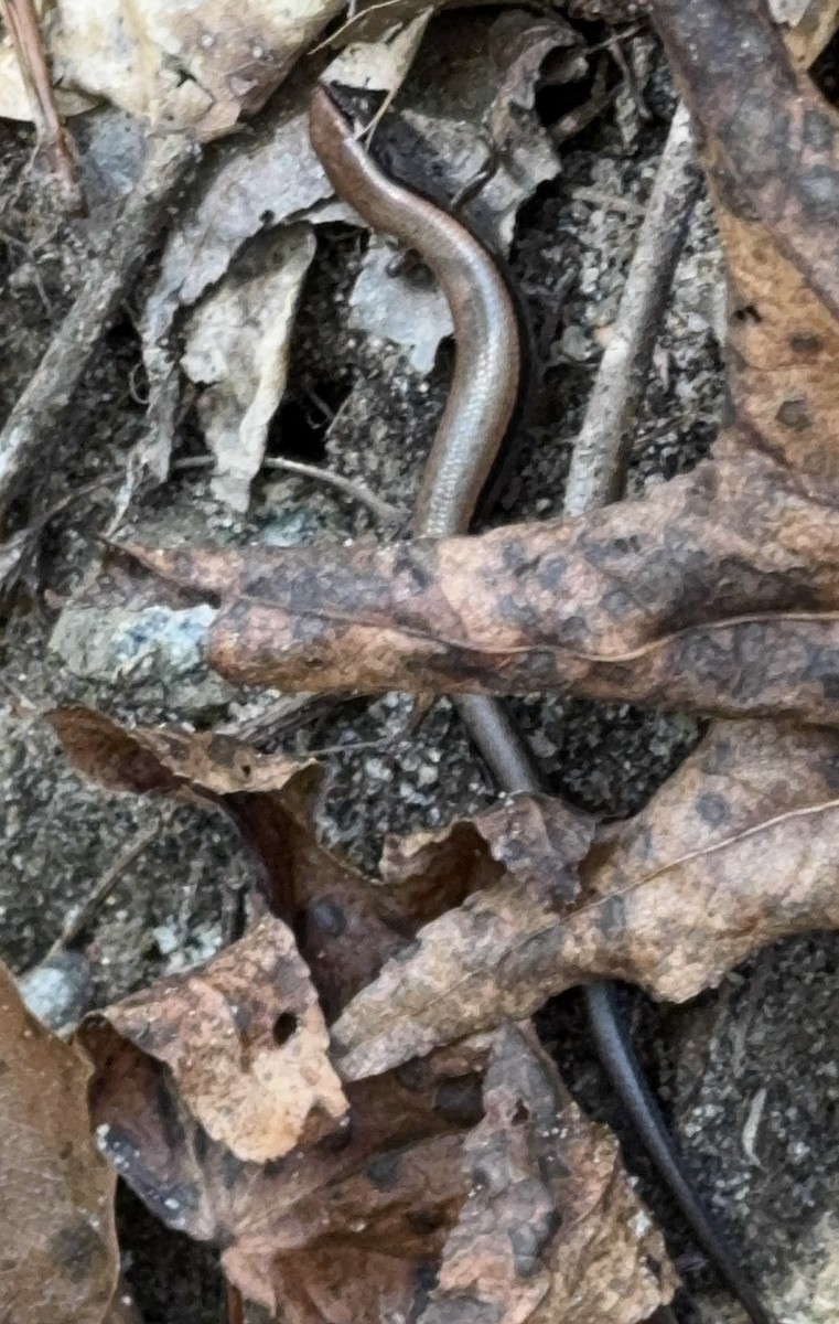 Little Brown Skink - ML644426462