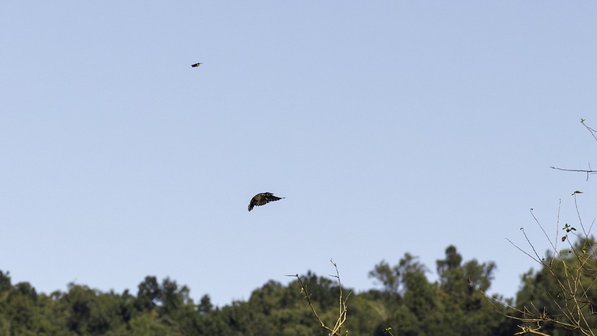 Ruby-throated Hummingbird - ML644426463