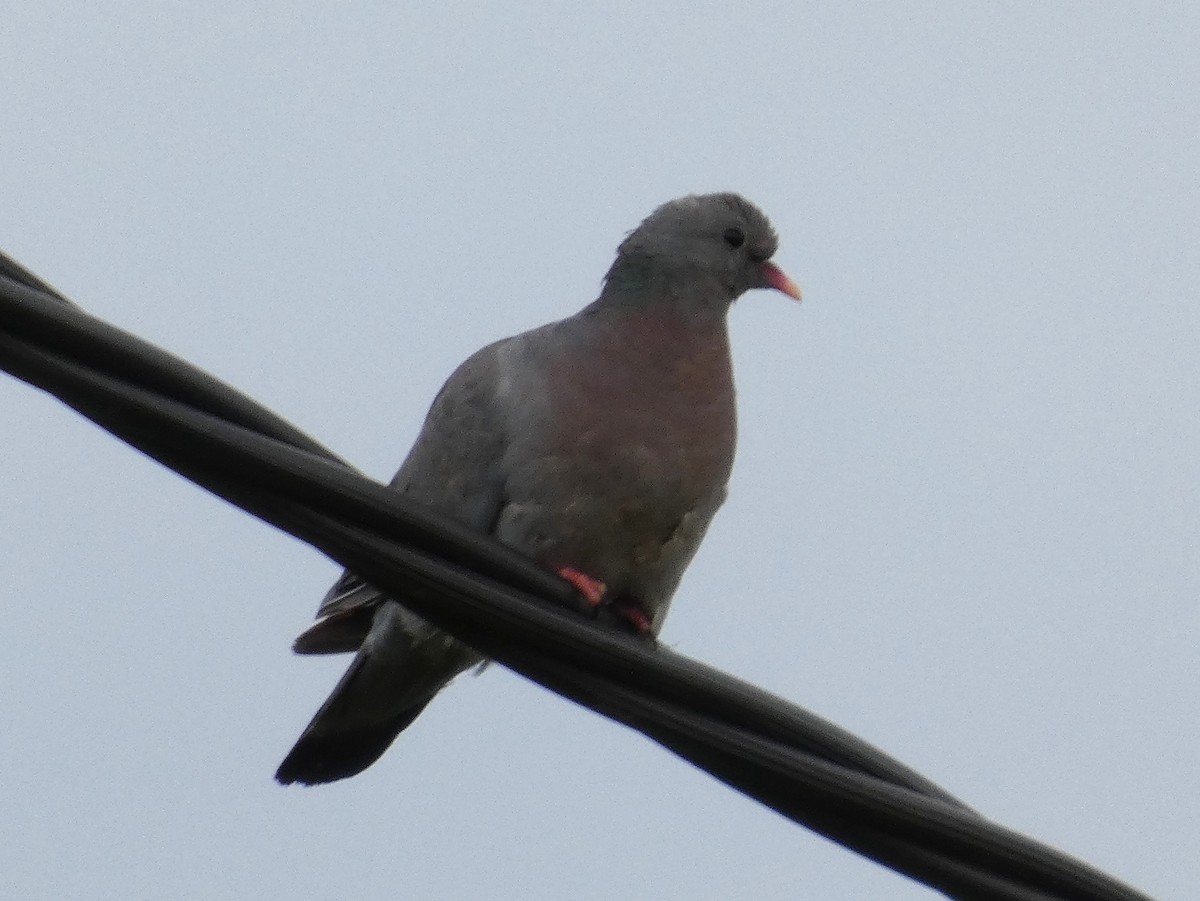 skogdue - ML644426467