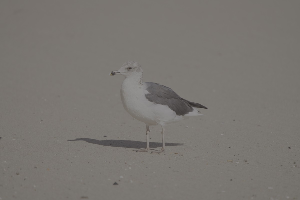 Lesser Black-backed Gull - ML644426468