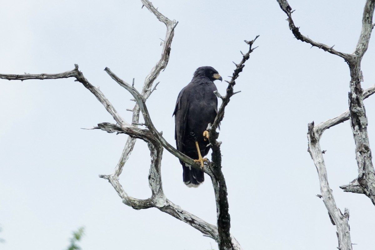 Busardo Urubitinga - ML644426476