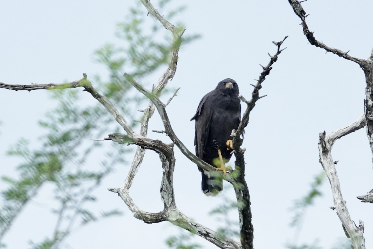 Busardo Urubitinga - ML644426477