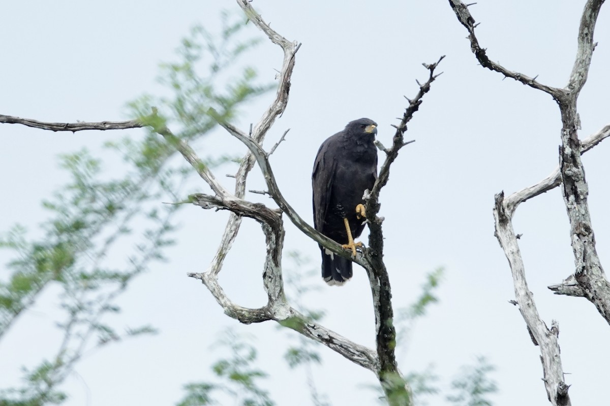 Busardo Urubitinga - ML644426479