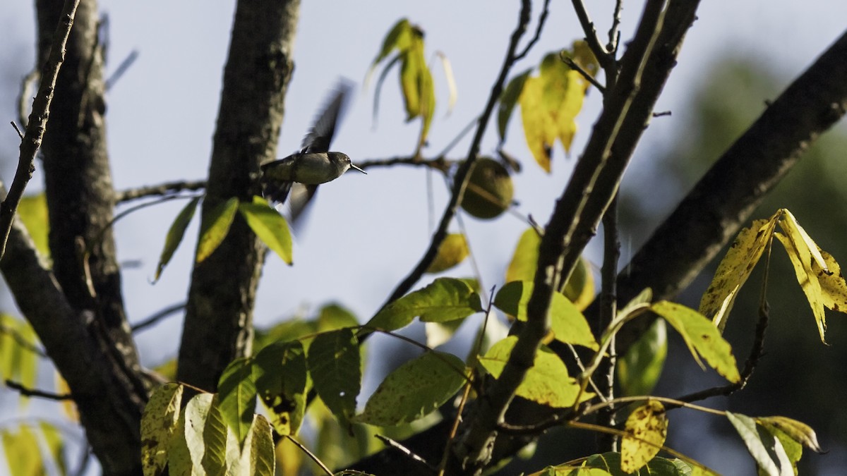 Ruby-throated Hummingbird - ML644426483
