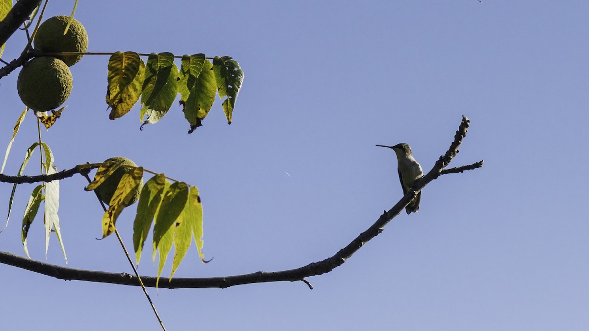 Ruby-throated Hummingbird - ML644426486
