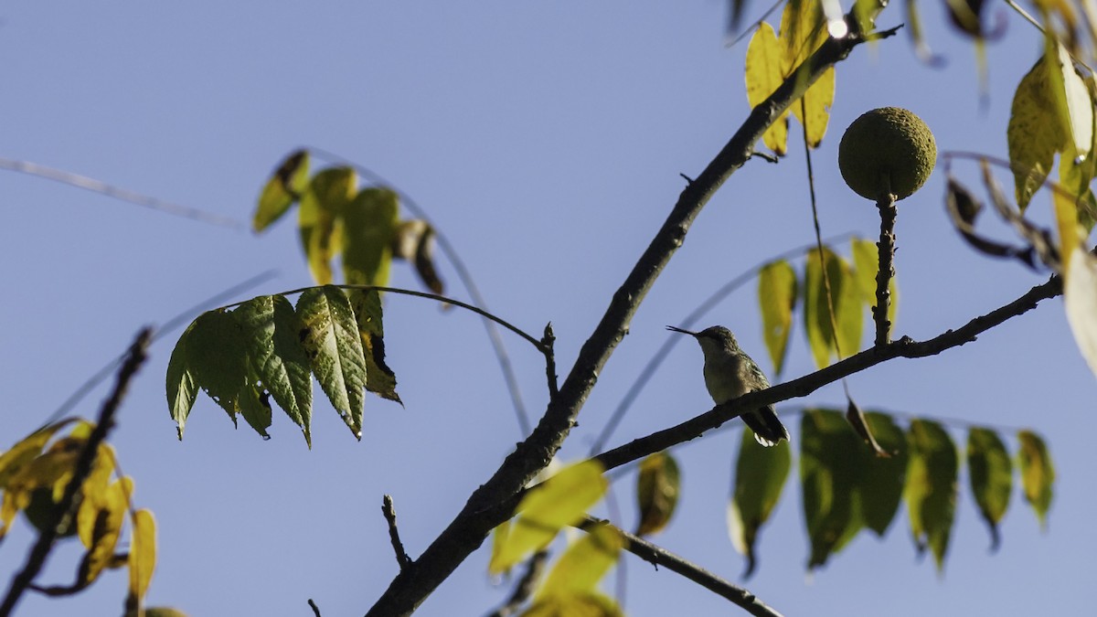 Ruby-throated Hummingbird - ML644426490