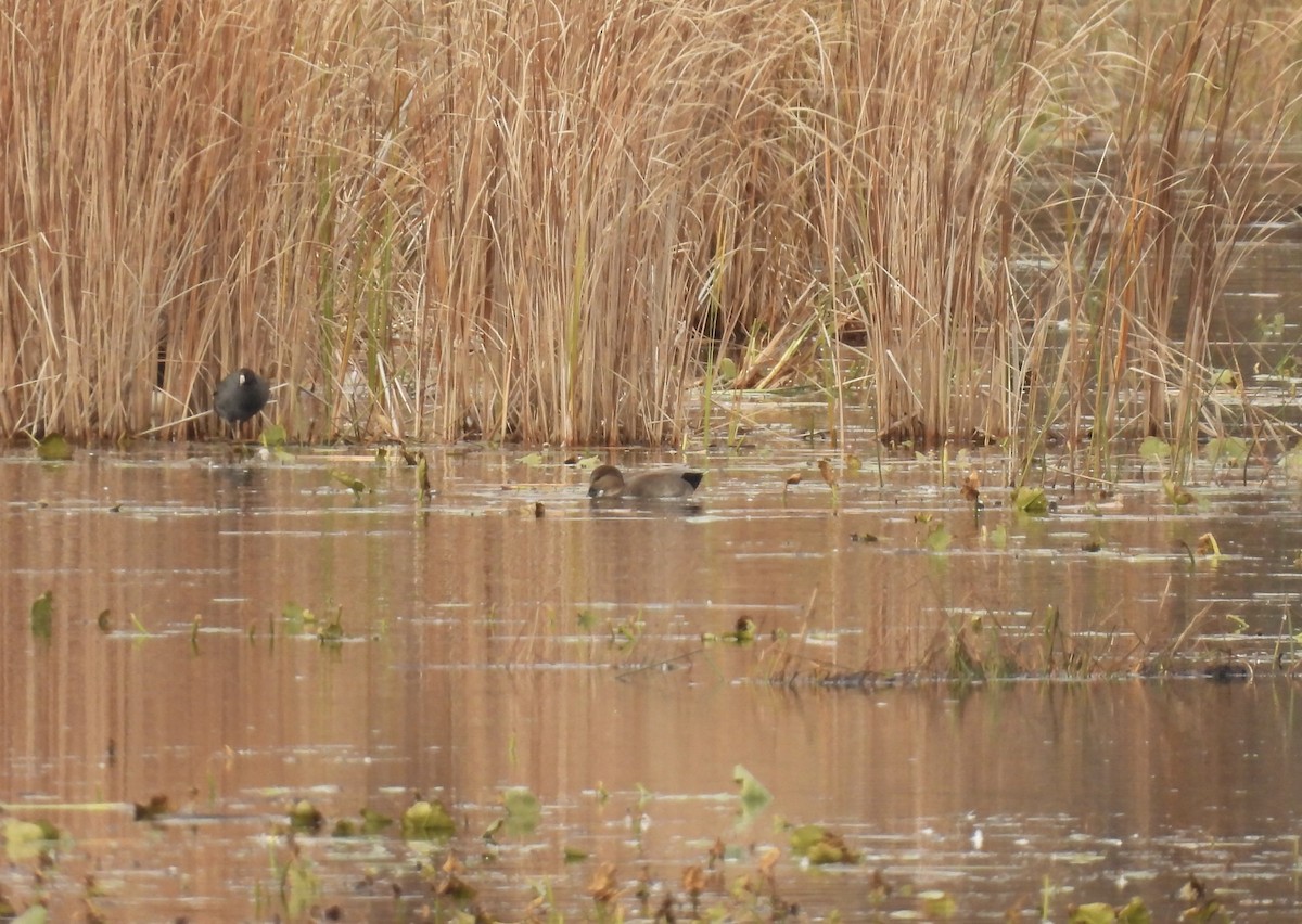 Нерозень - ML644426491