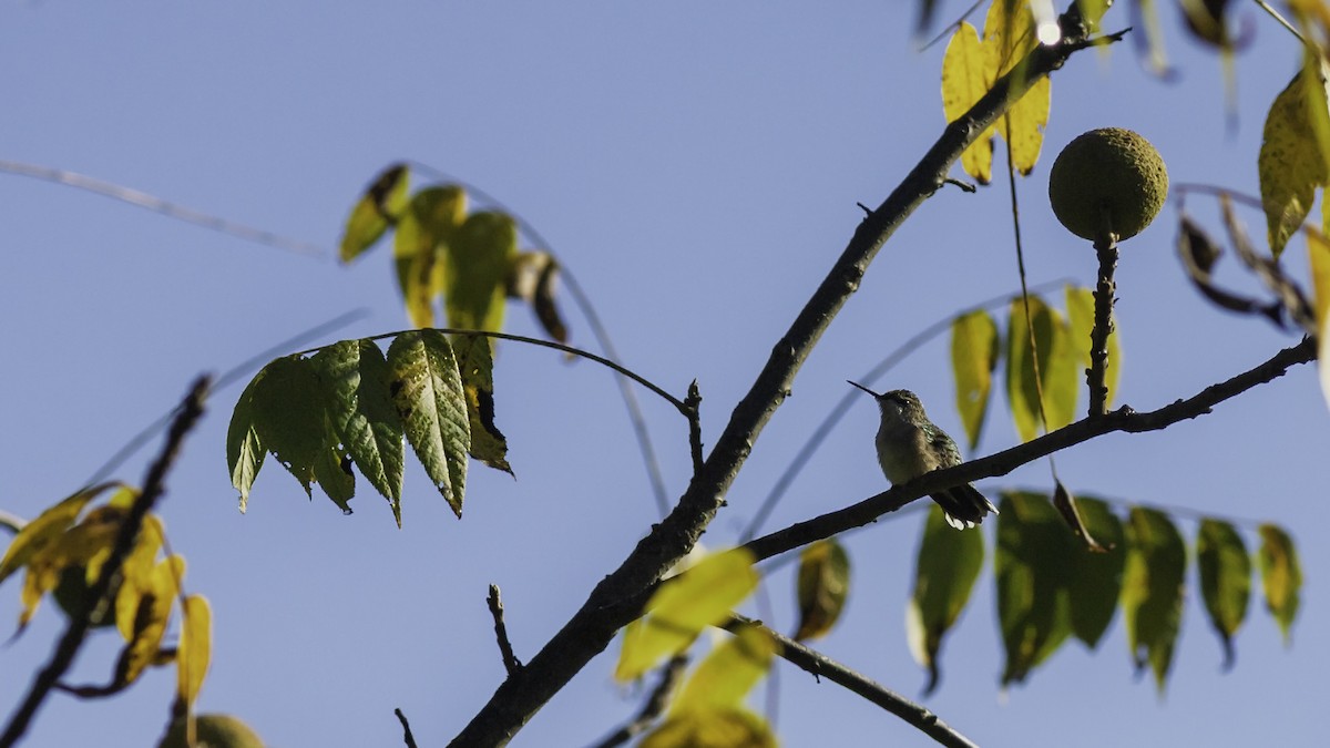Ruby-throated Hummingbird - ML644426492