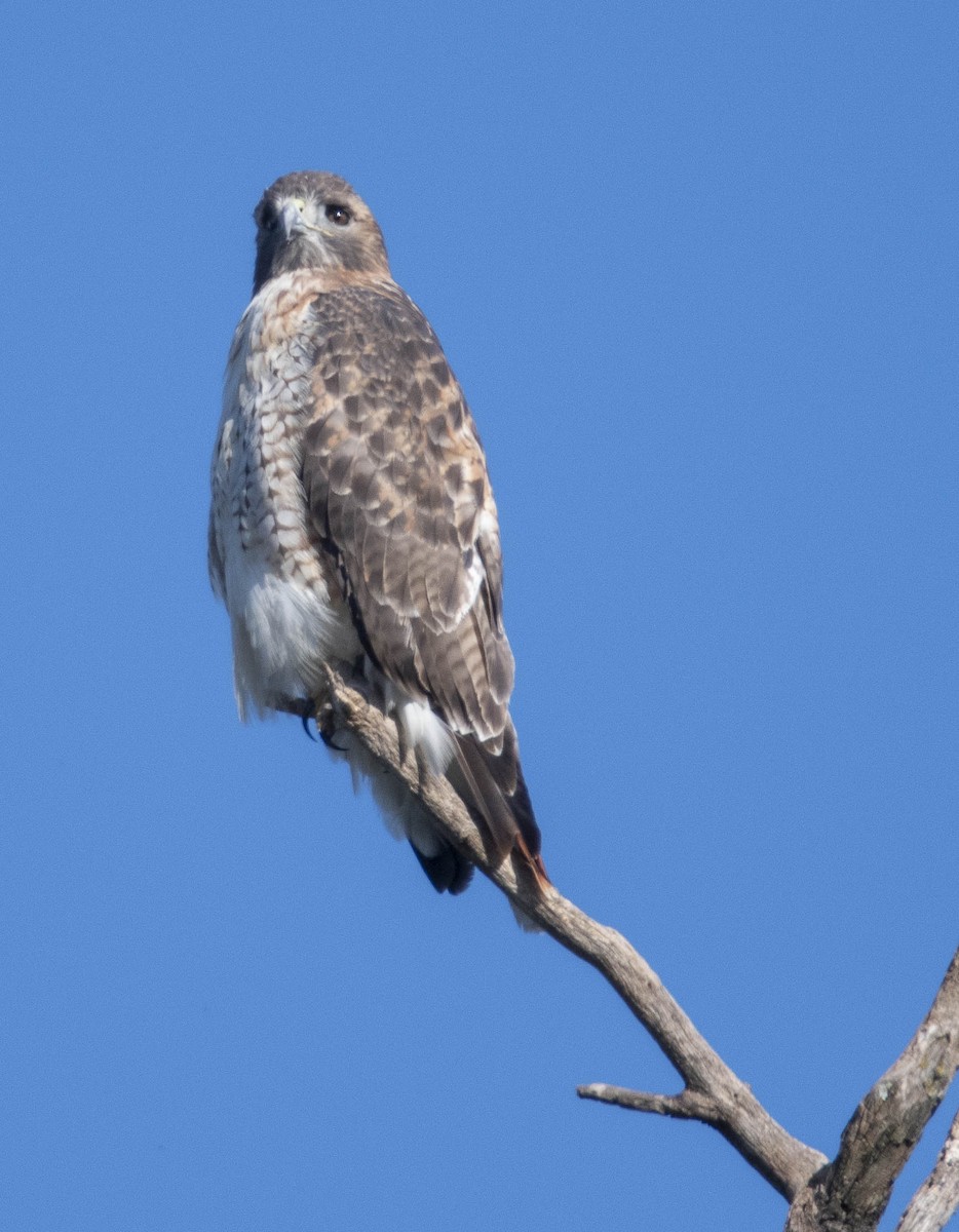 Red-tailed Hawk - ML644426494