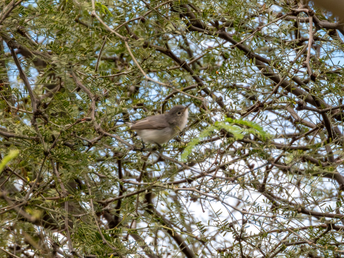 Perlita Grisilla (Occidental) - ML644426495