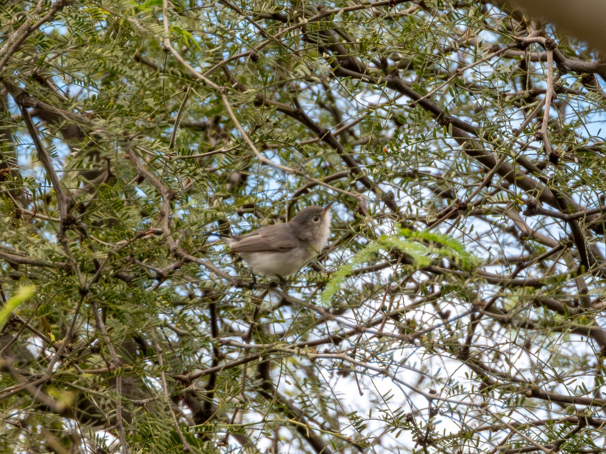 Perlita Grisilla (Occidental) - ML644426496