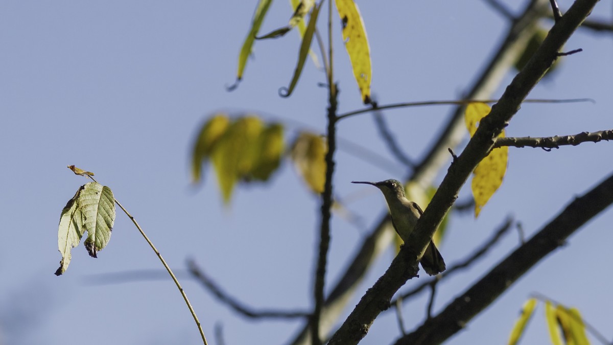 Ruby-throated Hummingbird - ML644426497
