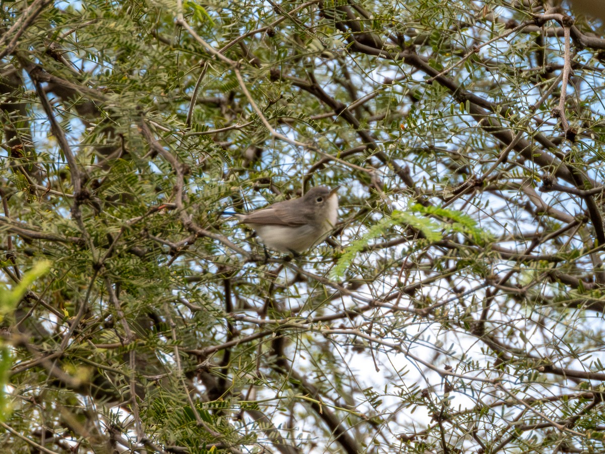 Perlita Grisilla (Occidental) - ML644426498