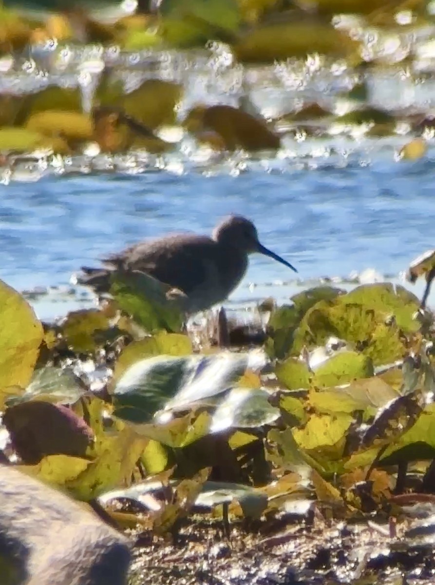 myrsnipe - ML644426501