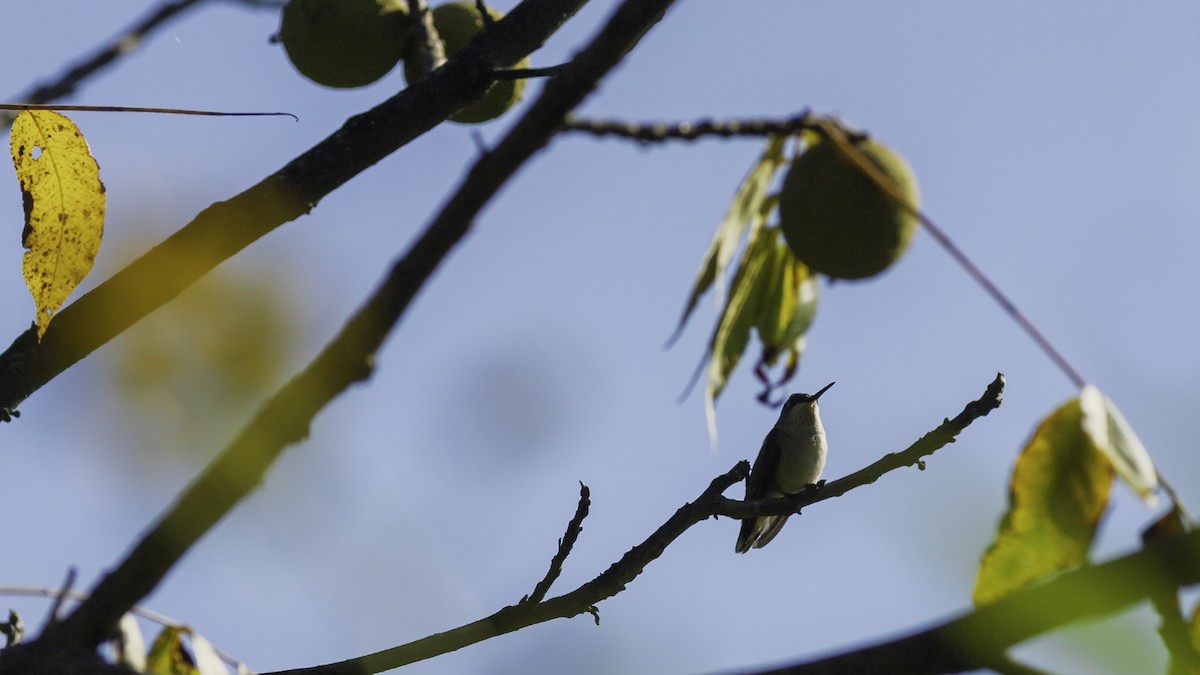 Ruby-throated Hummingbird - ML644426509