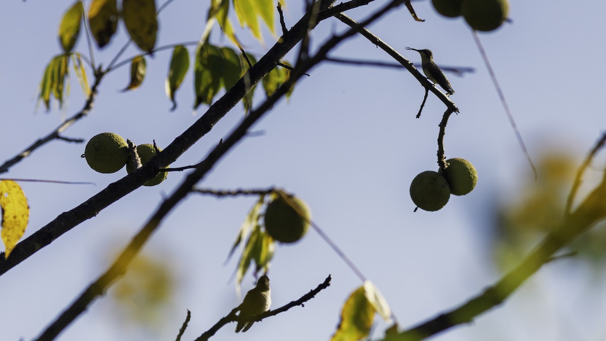 Ruby-throated Hummingbird - ML644426511