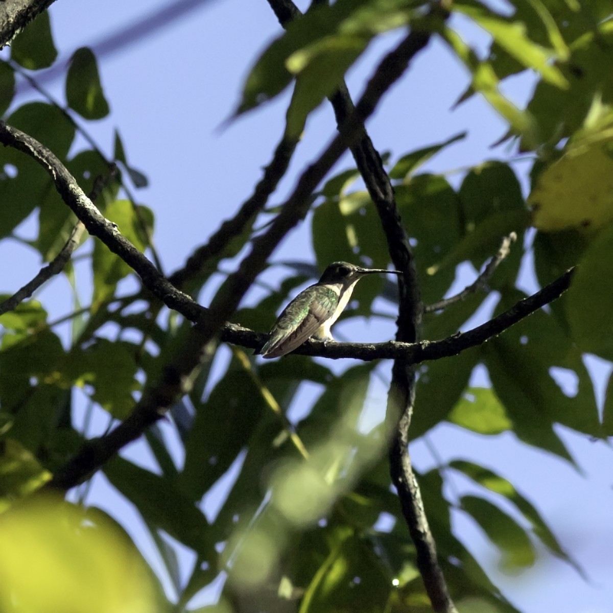Ruby-throated Hummingbird - ML644426514