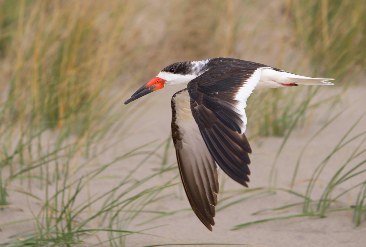 Black Skimmer - ML644426515