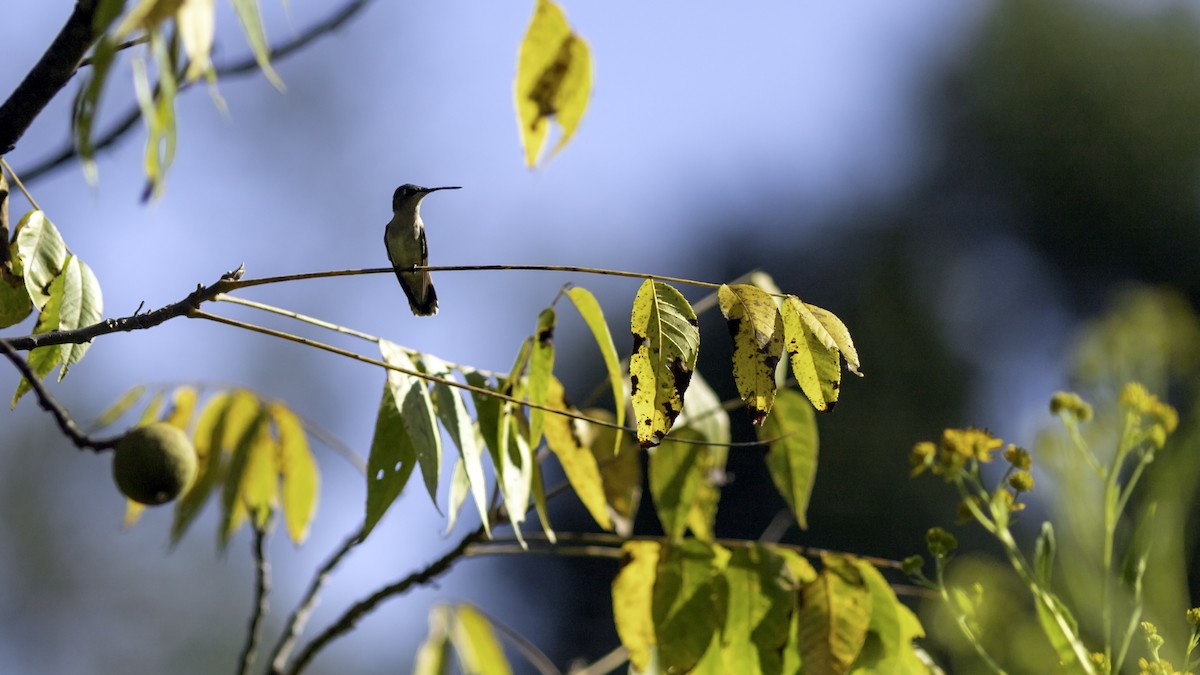Ruby-throated Hummingbird - ML644426517
