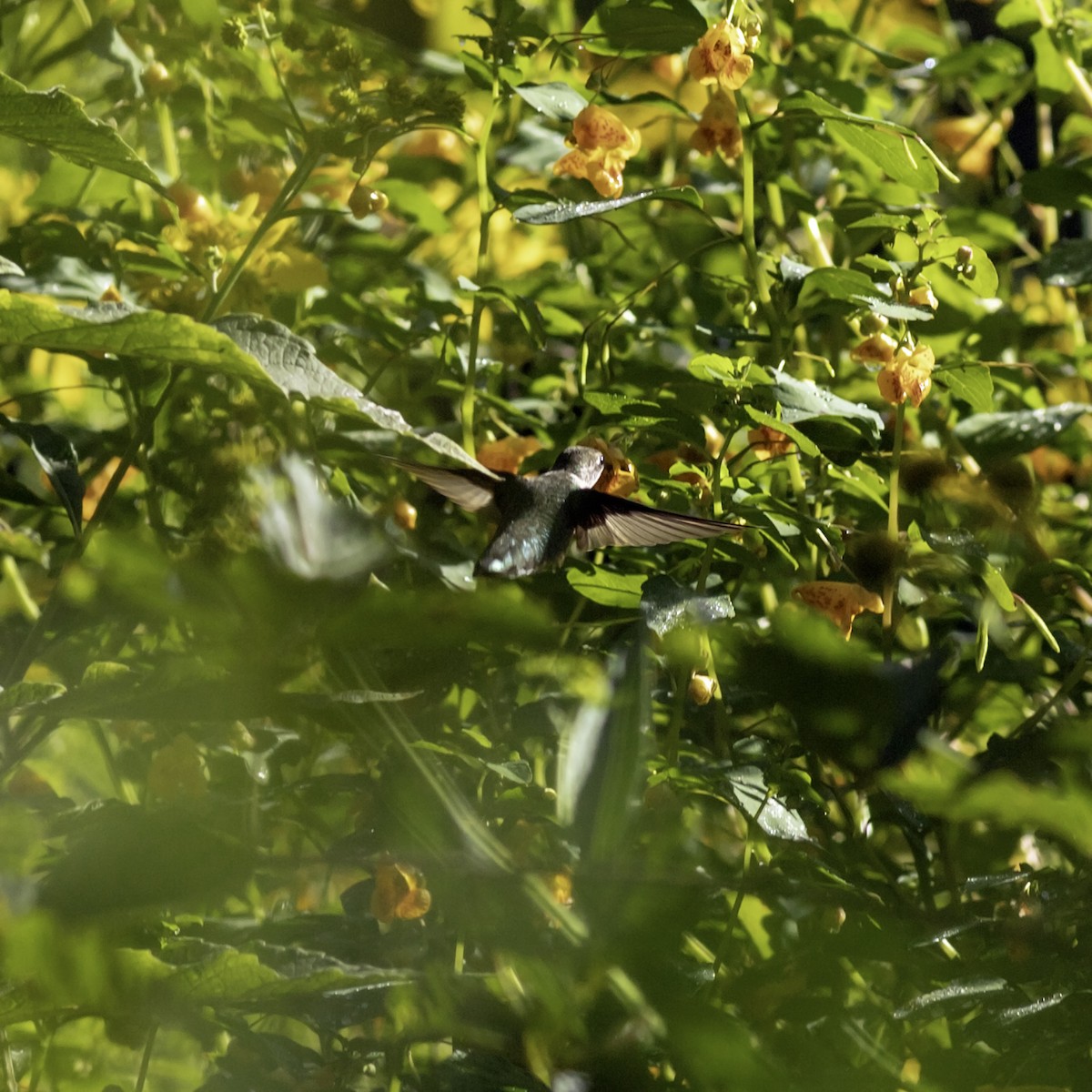 Ruby-throated Hummingbird - ML644426519