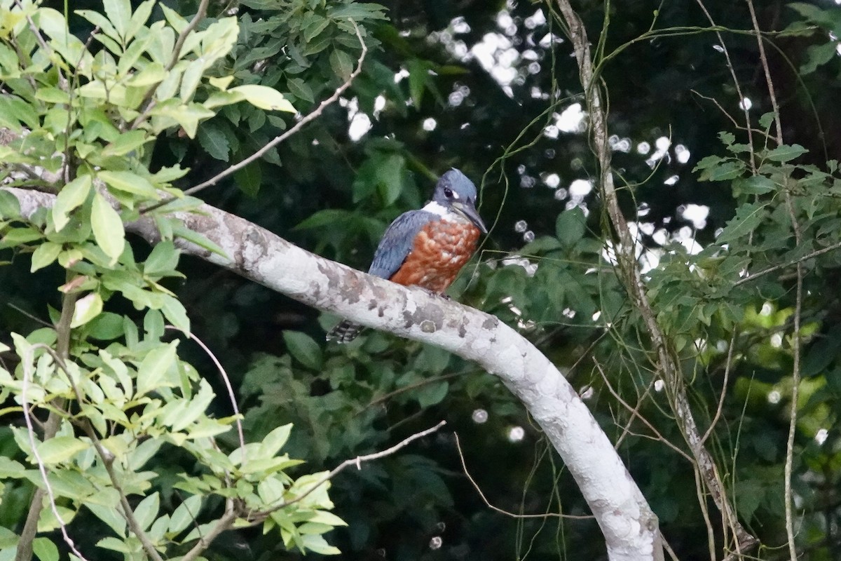 Martín Gigante Neotropical - ML644426520