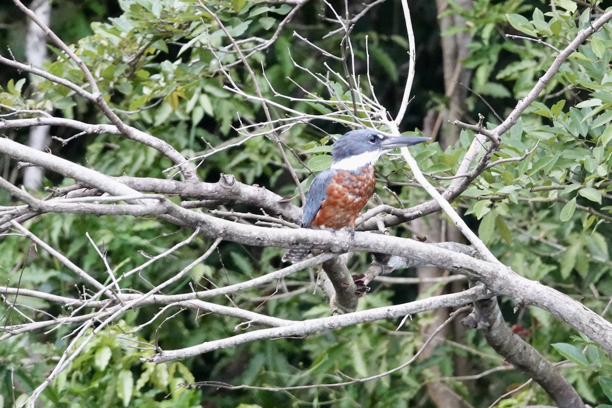 Martín Gigante Neotropical - ML644426521