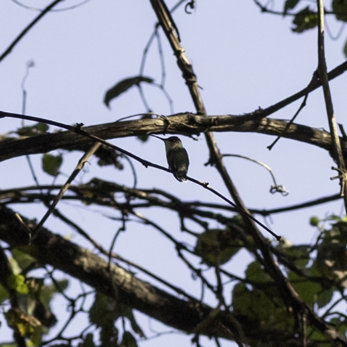 Ruby-throated Hummingbird - ML644426522