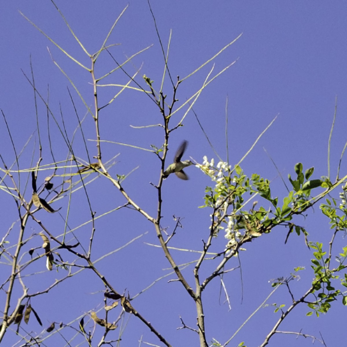 Ruby-throated Hummingbird - ML644426526