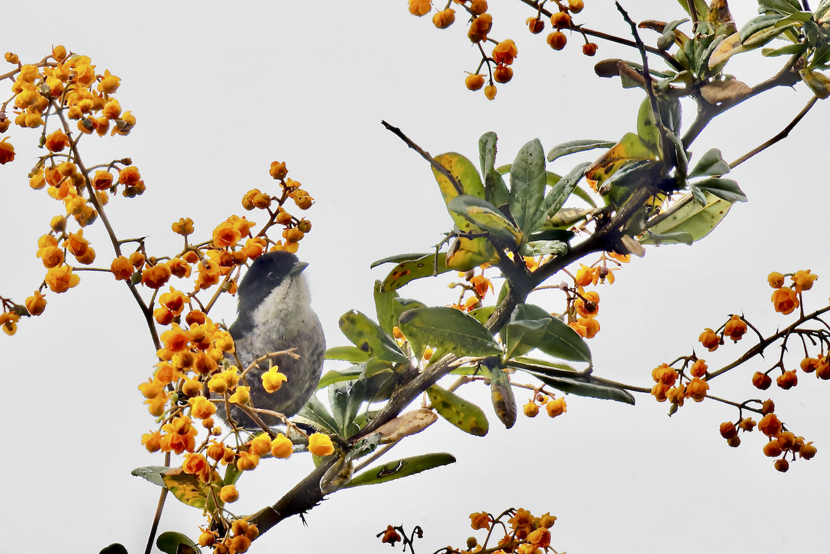 Black-backed Bush Tanager - ML644426527