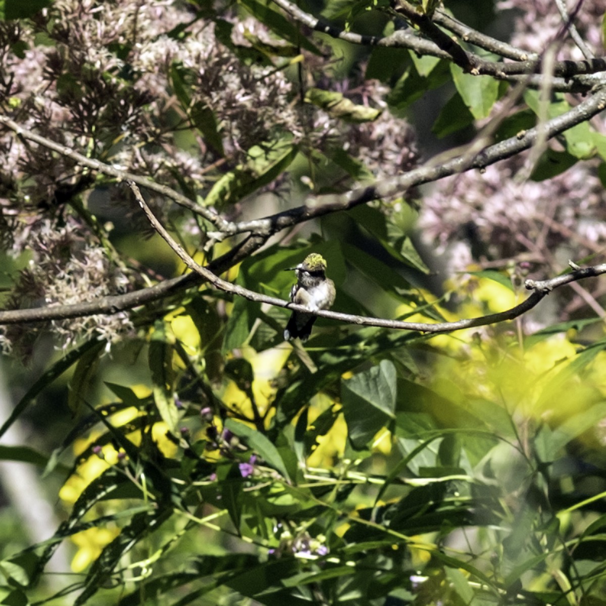 Ruby-throated Hummingbird - ML644426533