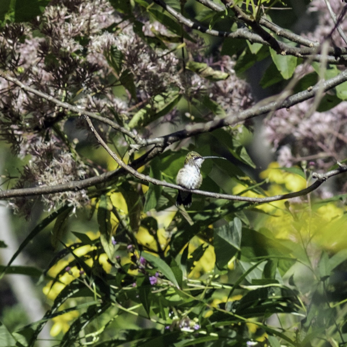 Ruby-throated Hummingbird - ML644426539