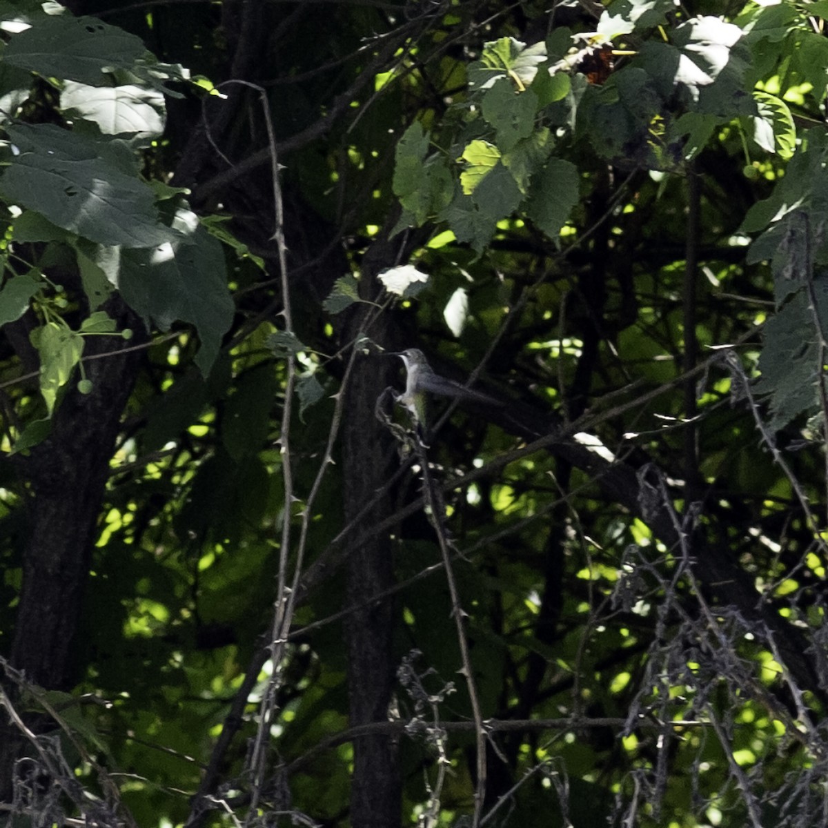 Ruby-throated Hummingbird - ML644426542