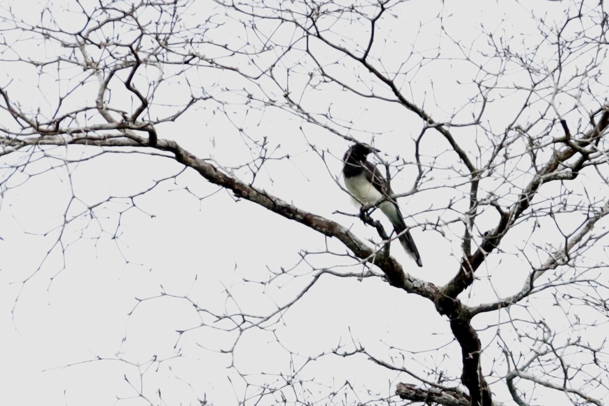 Chara Papán - ML644426546