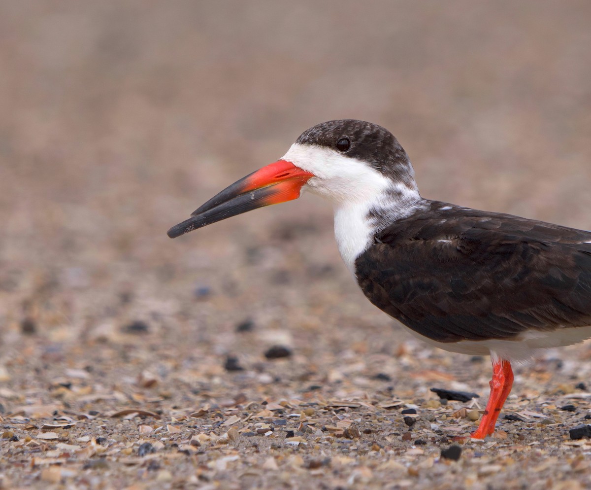 Black Skimmer - ML644426547