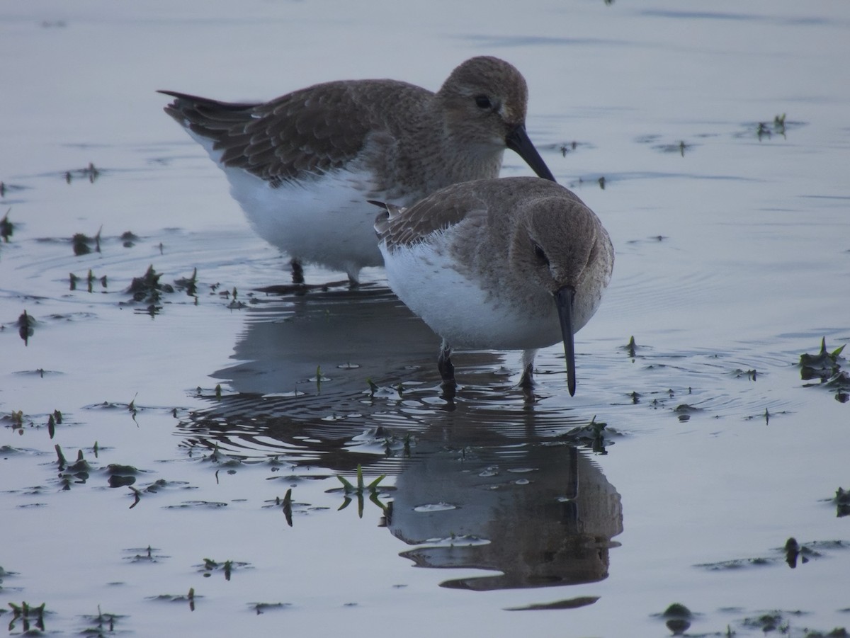 myrsnipe - ML644426548