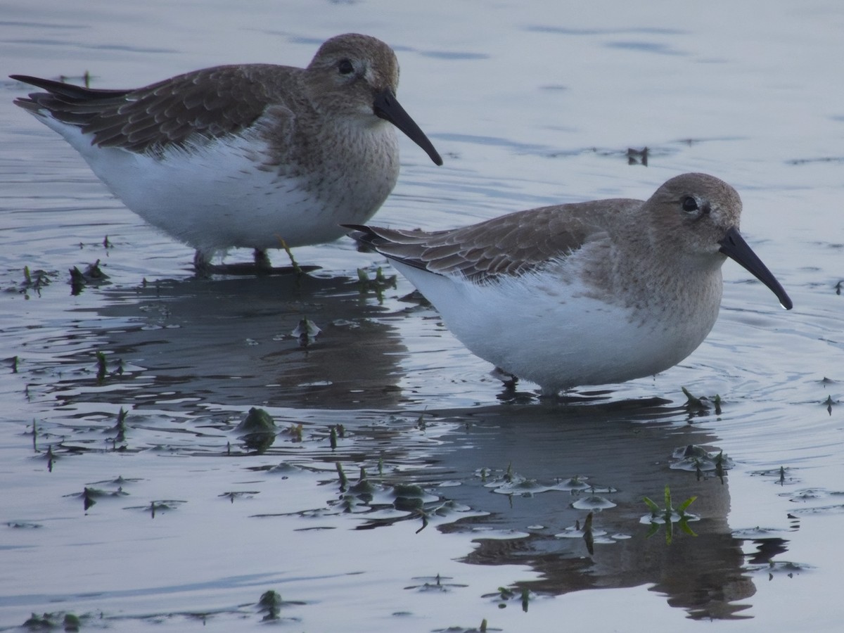 myrsnipe - ML644426549