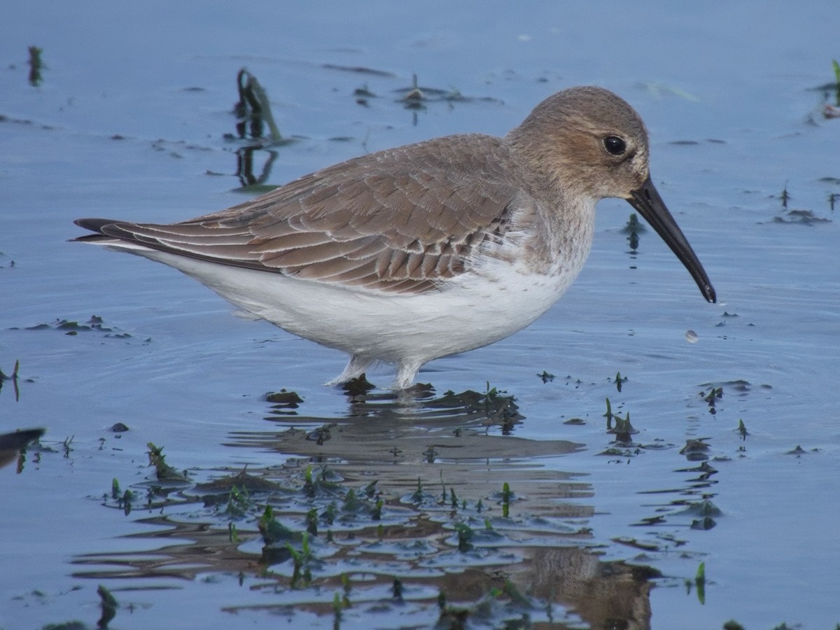 myrsnipe - ML644426550