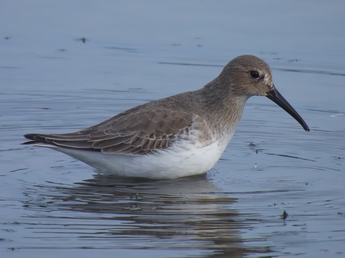 myrsnipe - ML644426551