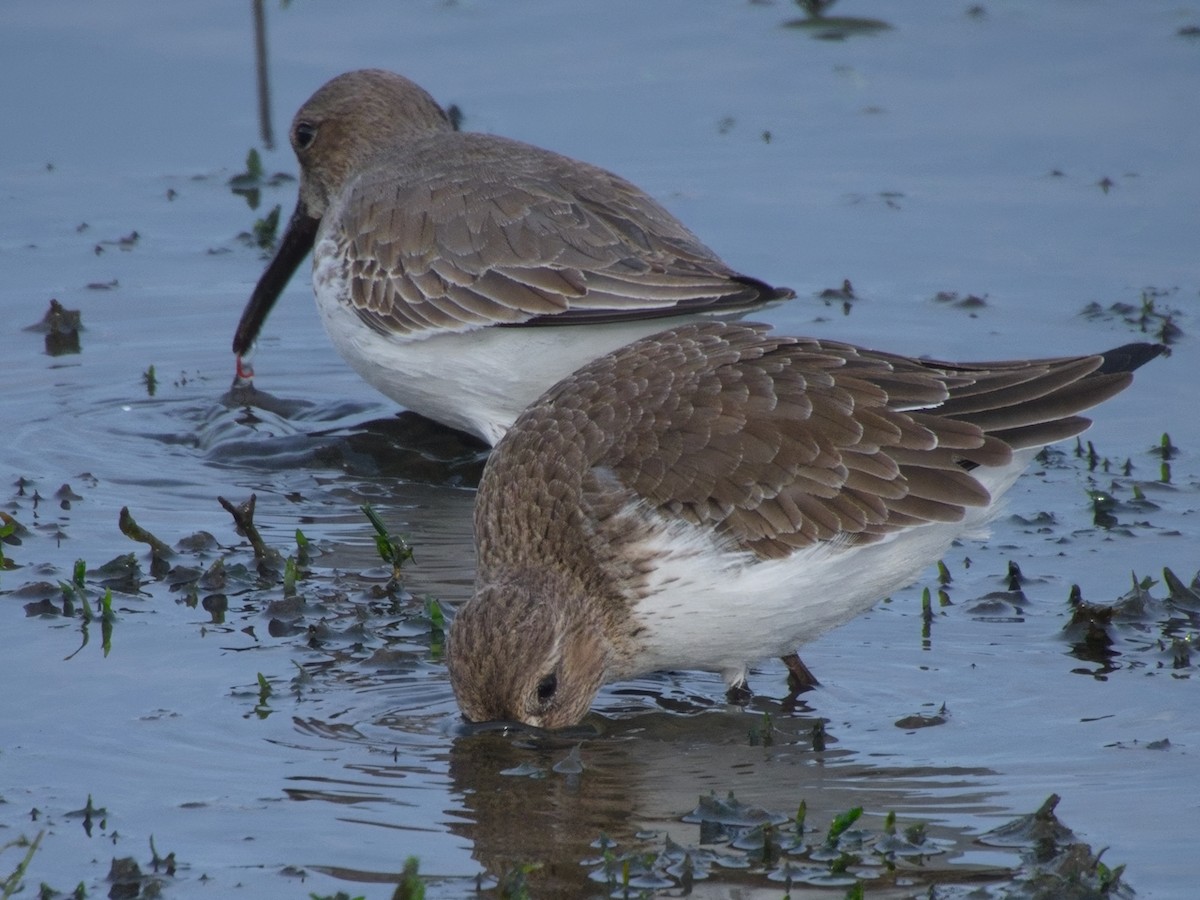 myrsnipe - ML644426552