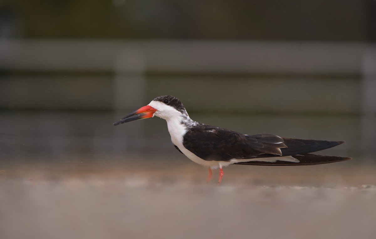 Black Skimmer - ML644426553