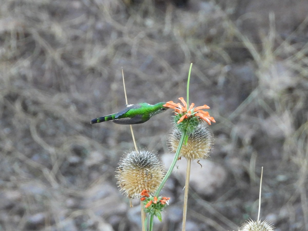 Green-tailed Trainbearer - ML644426561