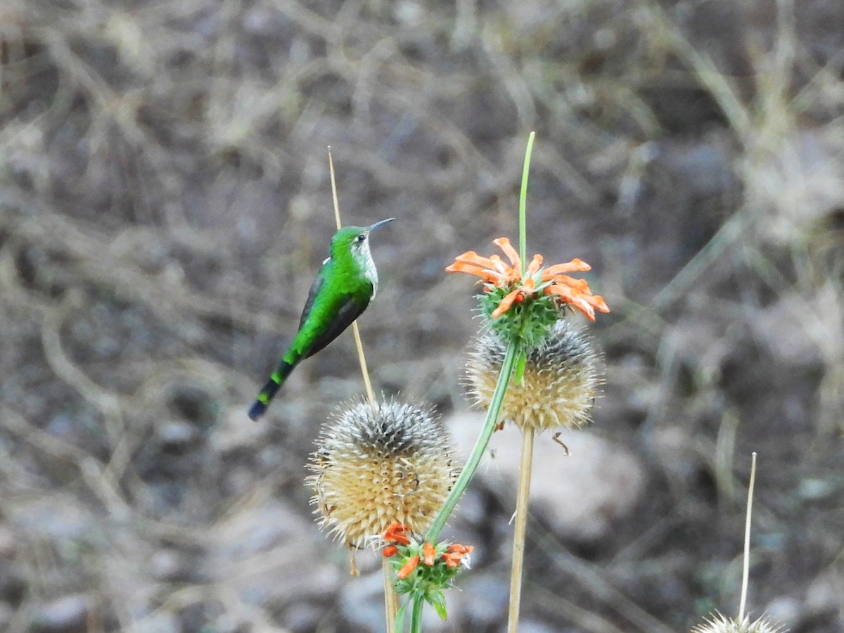 Green-tailed Trainbearer - ML644426562
