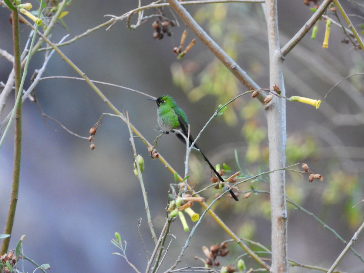 Green-tailed Trainbearer - ML644426564