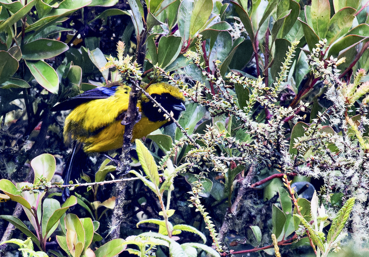 Masked Mountain Tanager - ML644426565