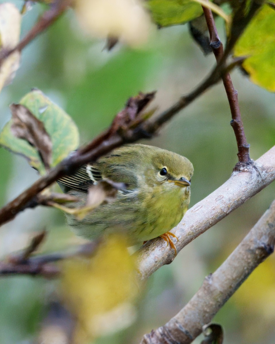 Blackpoll Warbler - ML644426568